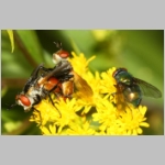 Gymnosoma sp - Raupenfliege 26b 6mm Sandgrube Niedringhaussee.jpg